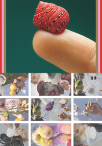 Swiss Design Awards - Teaser